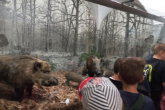 Ogled TMS v Bistri in ZOO v Ljubljani, 4. r. 